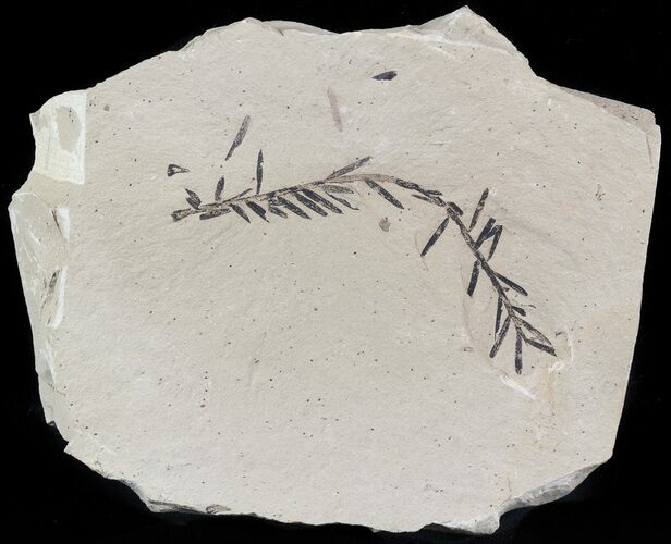 Metasequoia (Dawn Redwood) Fossil - Montana #47081